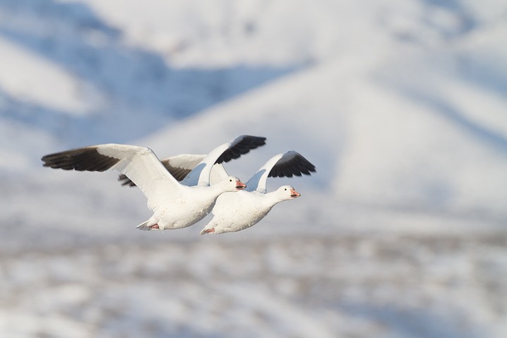 Schneegans Anser caerulescens Snow Goose